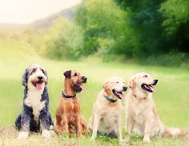 istock Group of Dogs 484470356