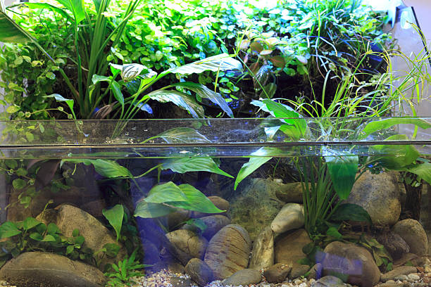 Planted aquarium Planted aquarium amano aquarium stock pictures, royalty-free photos & images