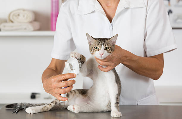 istock Cat at the hairdresser 484470452