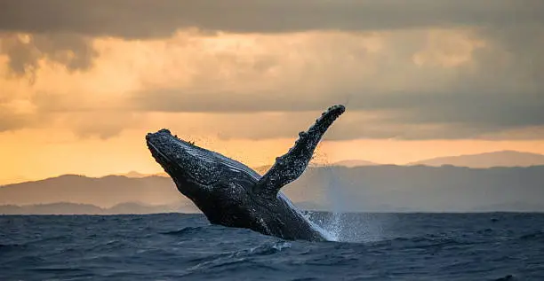 Jumping humpback whale at sunset. Madagascar.