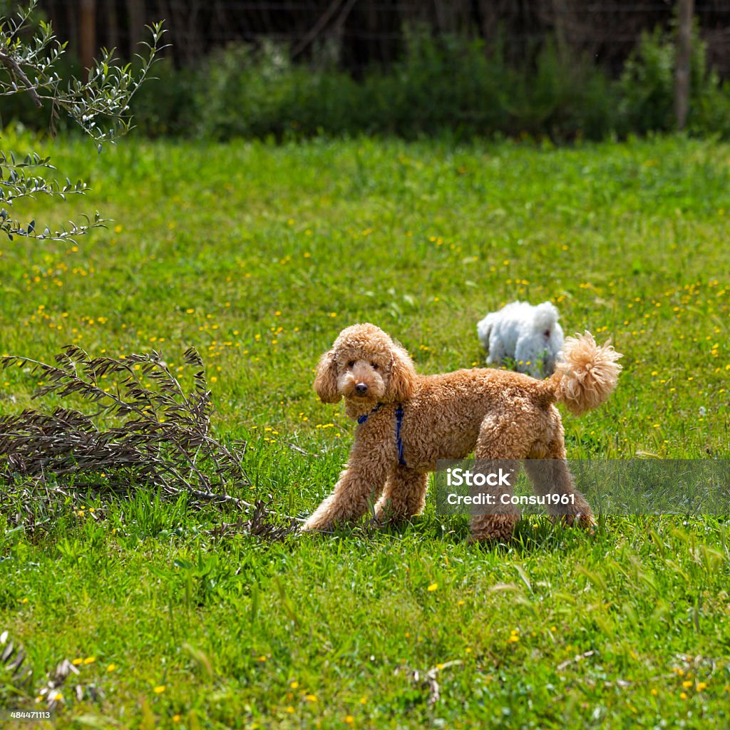 Rojo-mano - Foto de stock de Cachorro - Animal salvaje libre de derechos