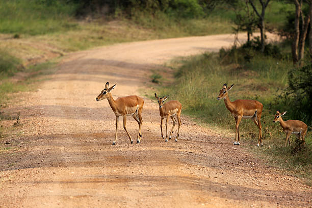 istock Uganda: Impala cross the road at Lake Mburo 484471309