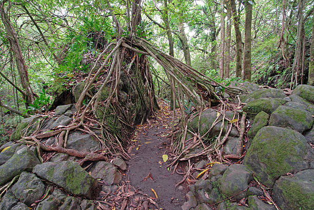 Stranger Fig Tree on Rock, Haleakala National Park