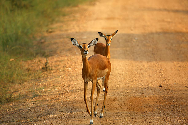 istock Uganda: Impala walk along the road at Lake Mburo 484471579