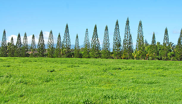 hedge de pinheiros em campo, havaí - waterfall hawaii islands maui oahu - fotografias e filmes do acervo