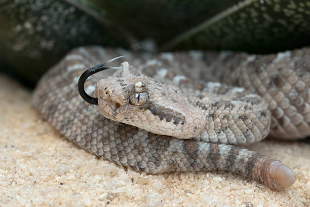 istock Newborn Sidewinder Rattlesnake with one button rattle. 484471890
