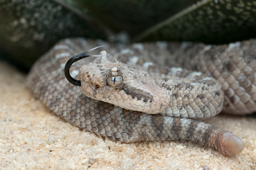 Newborn (two days old) Sidewinder Rattlesnake with one button rattle and forked tongue.