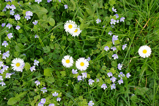 The closeup and top view of the flowers of the daisy and the Horn violets on a meadow.