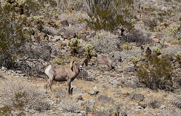 istock Peninsular Bighorn Sheep 484472617
