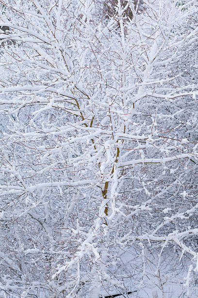 istock Closeup tree covered with snow as nature background. Winter season. 484472663