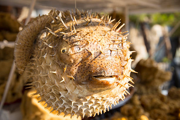 istock Lifeless dried puffer fish hung with rope 484472758