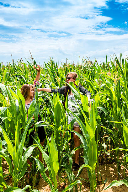 istock Two young girls having fun in a green cornfield 484473028