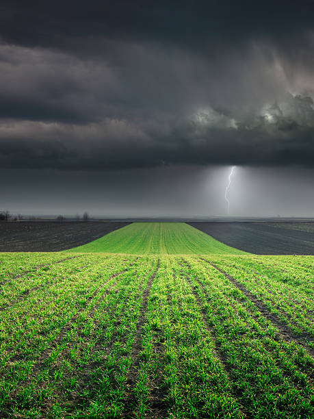 giovane sul campo di grano raccolto contro la grande tempesta - storm wheat storm cloud rain foto e immagini stock