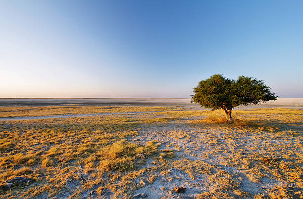 Tree alone at Kubu island salt pan, Botswana