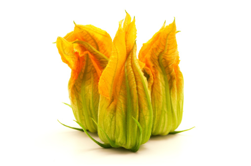 Yellow zucchini flower on a white background