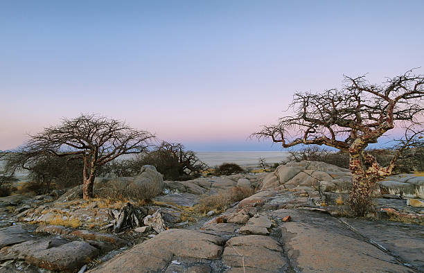 istock Baobabs on Kubu island in winter 484474289
