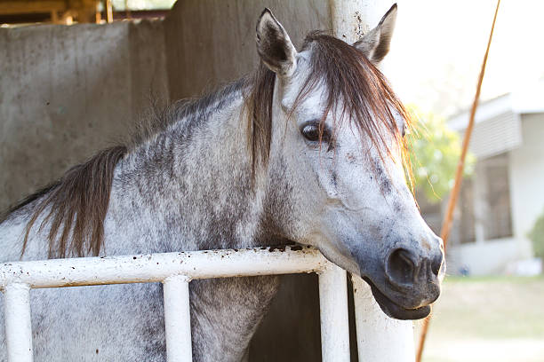 istock Head of horse 484474385