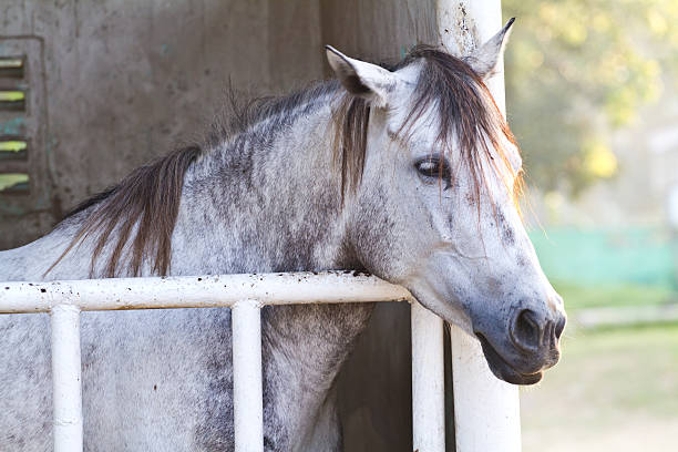 istock Head of horse 484474387