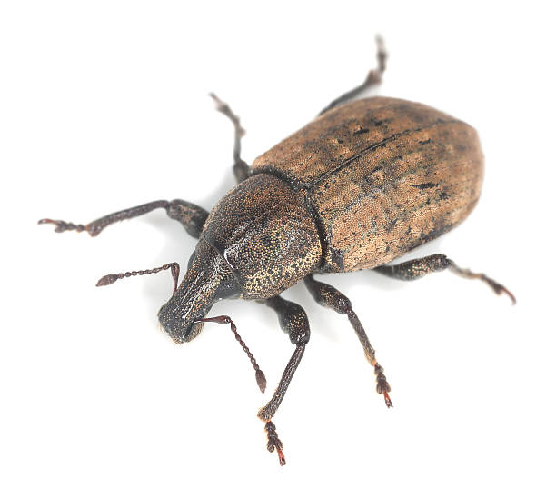 istock Ground weevil, Barynotus obscurus isolated on white background 484474425