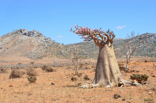 Botella de árbol (desert rose adenium obesum, Socotra, Yemen) photo