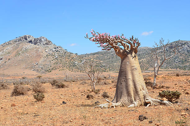 istock Bottle tree  (desert rose - adenium obesum), Socotra, Yemen 484474467