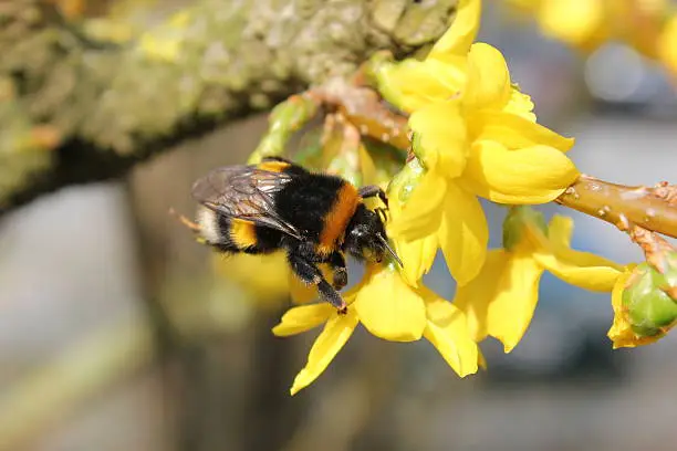 One of the first bumblebees of the year, sitting on a yellow bloom, warmed by the sun.
