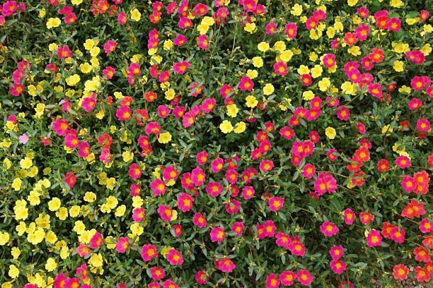 istock Portulaca flowers at the garden. 484475497