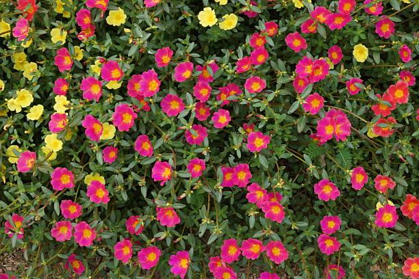 istock Portulaca flowers at the garden. 484475499