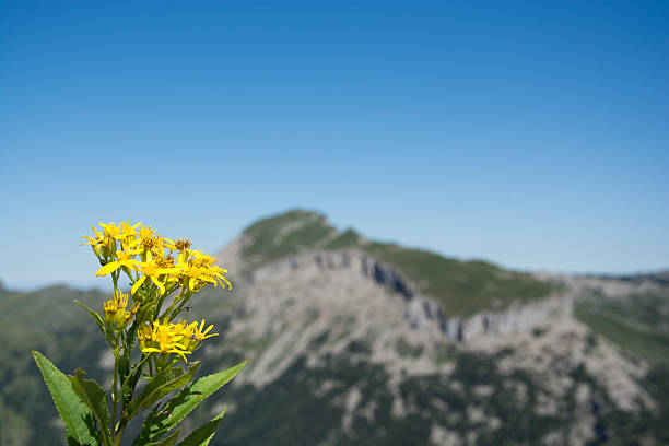 Hoher Ifen / Hochifen and Gottesacker, Kleinwalsertal, Austria