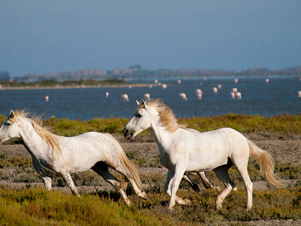 istock Galloping white horses with flamingos in the back 484475631