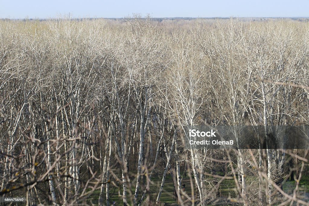 Spring, tree branches texture 2015 Stock Photo