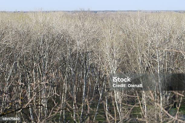 Spring Tree Branches Texture Stock Photo - Download Image Now - 2015, Autumn, Backgrounds