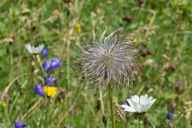 Pasqueflower, Pulsatilla vulgaris, Cowbell, Kitchen clamp