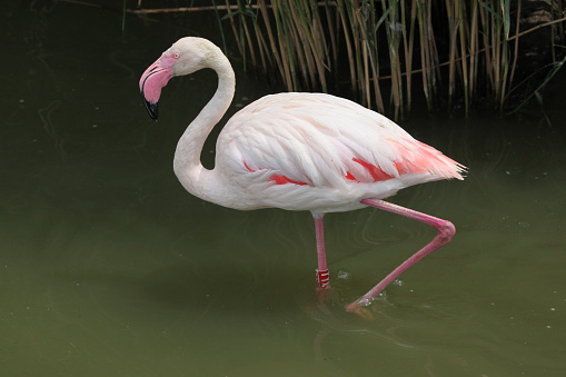 Greater Flamingo (Phoenicopterus roseus). Wild life animal.
