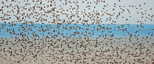 Chorlitejo Shorebirds Pipers volando bandada photo