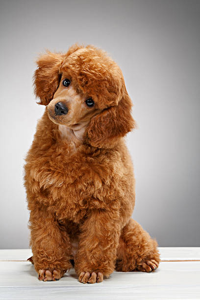 istock Dog   Cute Miniature poodle puppy 484476474
