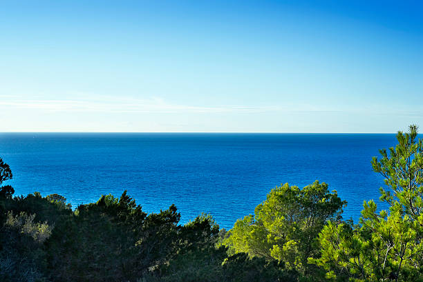 istock Pine forest and view to the sea 484477034