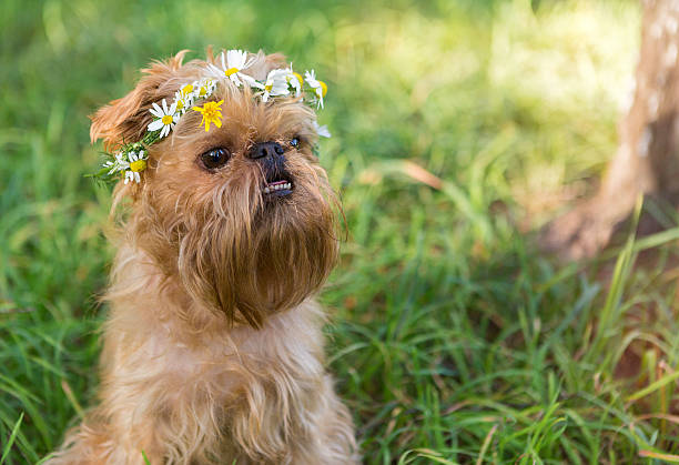 istock Dog  with a wreath of daisies 484477048