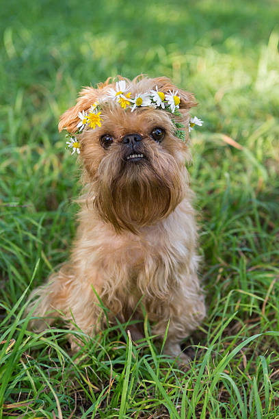 Dog  with a wreath of daisies