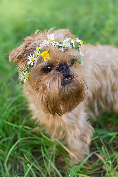 istock Dog  with a wreath of daisies 484477056