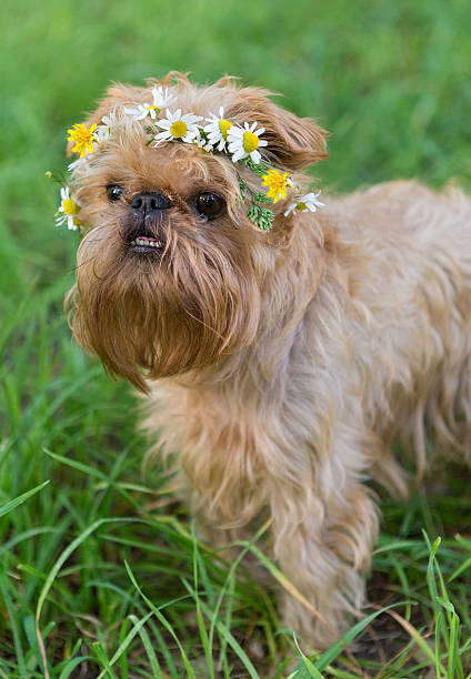 istock Dog  with a wreath of daisies 484477058