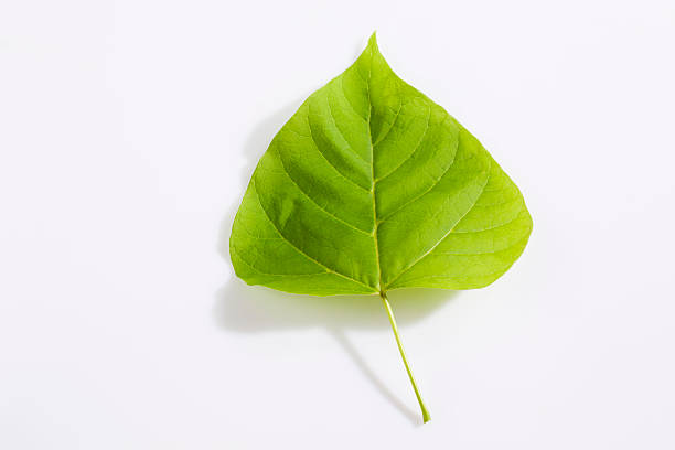 Gold-Catalpa, Catalpa aurea, leaf