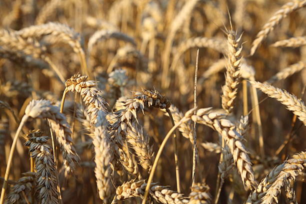 istock Wheat the worlds no. 1 crop 484477438