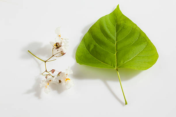 Gold-Catalpa, Catalpa aurea, leaf and blossoms