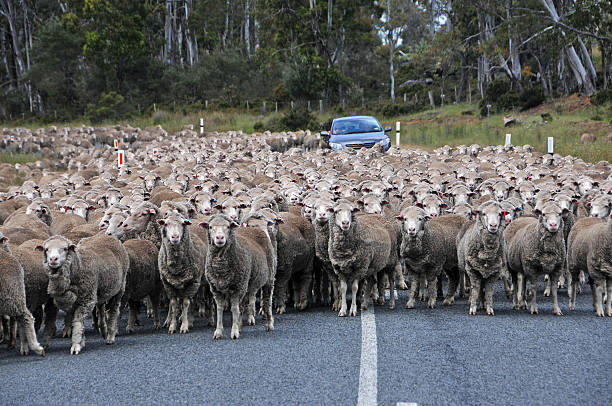 istock Herd of sheep on road creating a traffiic jam 484479876