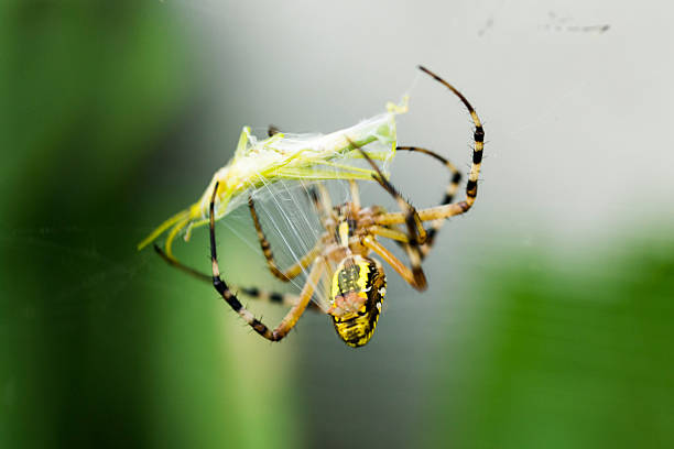 Spider Wrapping Grasshopper in Spider Silk. stock photo