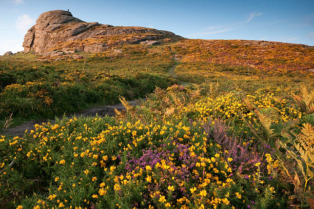 haytor no parque nacional de dartmoor, devon com gorse e tons de desabrochar - dartmoor imagens e fotografias de stock