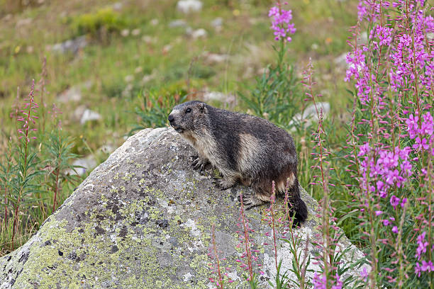 istock Adult marmot 484480570