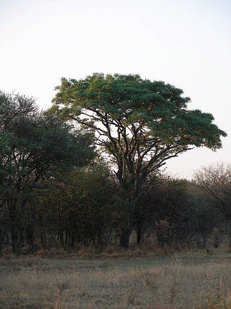 istock Tall trees on an African Bushveld farm 484483536