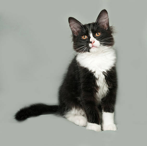 istock Black and white fluffy kitten sits on gray 484483580